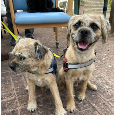 Two therapy dogs